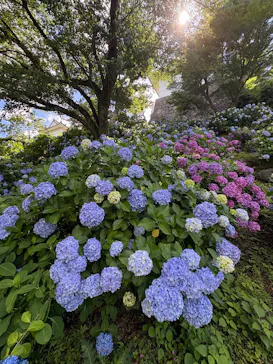 小田原城に投稿された画像（2026/6/15）