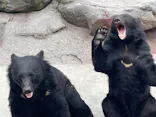 奥飛騨クマ牧場に投稿された画像（2026/6/15）