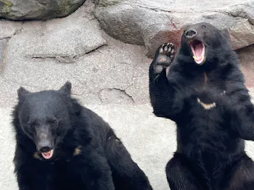 奥飛騨クマ牧場に投稿された画像（2026/6/15）