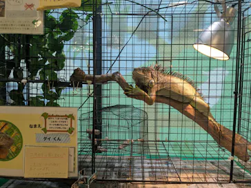 いきもの探検隊湘南に投稿された画像（2026/6/15）