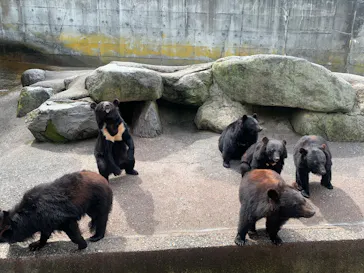 奥飛騨クマ牧場に投稿された画像（2026/6/15）