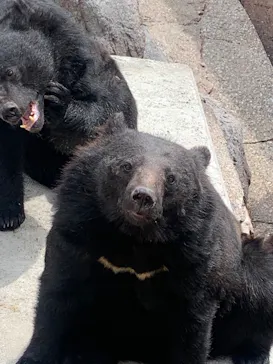 奥飛騨クマ牧場に投稿された画像（2026/6/15）
