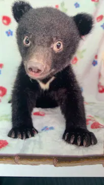 奥飛騨クマ牧場に投稿された画像（2026/6/15）