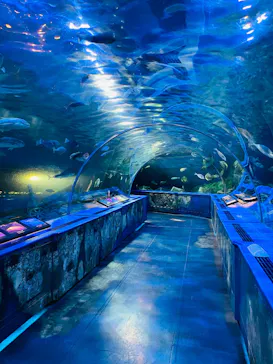 しながわ水族館に投稿された画像（2026/6/15）