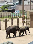天王寺動物園に投稿された画像（2026/6/15）