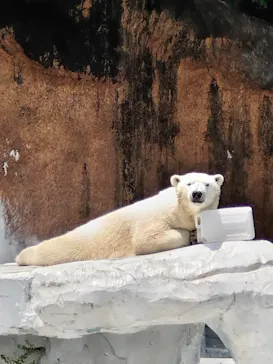 天王寺動物園に投稿された画像（2026/6/15）