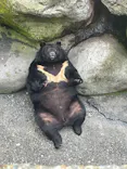 奥飛騨クマ牧場に投稿された画像（2026/6/16）
