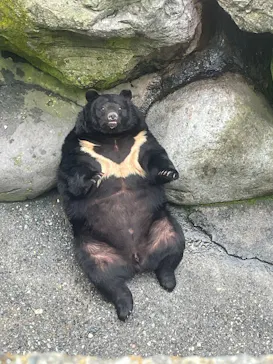 奥飛騨クマ牧場に投稿された画像（2026/6/15）