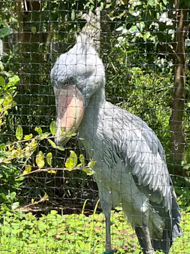 恩賜上野動物園に投稿された画像（2026/6/16）