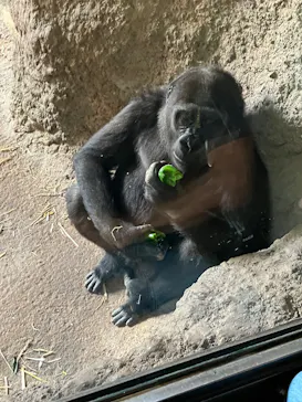 恩賜上野動物園に投稿された画像（2026/6/16）