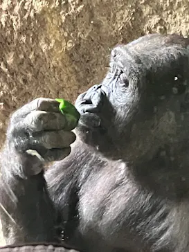 恩賜上野動物園に投稿された画像（2026/6/16）