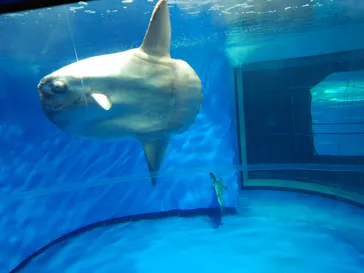 アクアワールド茨城県大洗水族館に投稿された画像（2026/6/16）