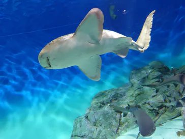 アクアワールド茨城県大洗水族館に投稿された画像（2026/6/16）