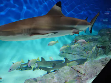 アクアワールド茨城県大洗水族館に投稿された画像（2026/6/16）