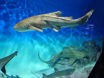 アクアワールド茨城県大洗水族館に投稿された画像（2026/6/16）