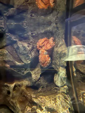 アクアワールド茨城県大洗水族館に投稿された画像（2026/6/16）