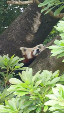 熱川バナナワニ園に投稿された画像（2026/6/16）
