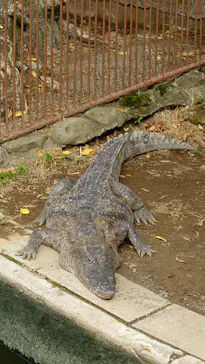 熱川バナナワニ園に投稿された画像（2026/6/16）