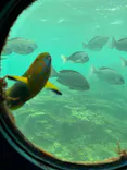 串本海中公園水族館に投稿された画像（2026/6/16）