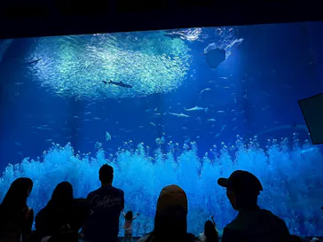 アクアワールド茨城県大洗水族館に投稿された画像（2026/6/16）