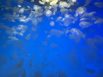 アクアワールド茨城県大洗水族館に投稿された画像（2026/6/16）
