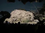 六義園に投稿された画像（2026/6/16）