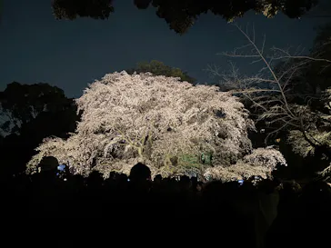 六義園に投稿された画像（2026/6/16）
