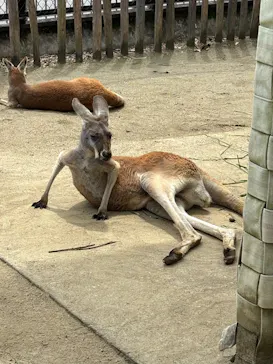 名古屋市東山動植物園に投稿された画像（2026/6/16）