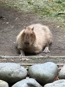 名古屋市東山動植物園に投稿された画像（2026/6/16）