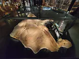 福井県立恐竜博物館に投稿された画像（2026/6/16）