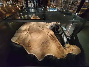 福井県立恐竜博物館に投稿された画像（2026/6/16）
