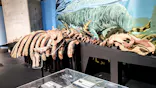 特別展「大絶滅展―生命史のビッグファイブ」に投稿された画像（2026/6/17）