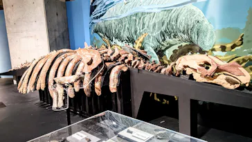 特別展「大絶滅展―生命史のビッグファイブ」に投稿された画像（2026/6/16）