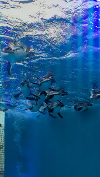 サンシャイン水族館に投稿された画像（2026/6/16）