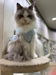 猫カフェモカ 京都河原町店に投稿された画像（2026/6/17）