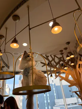 猫カフェモカ 京都河原町店に投稿された画像（2026/6/16）