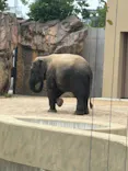 天王寺動物園に投稿された画像（2026/6/17）