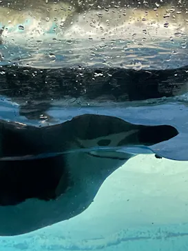 名古屋港水族館に投稿された画像（2026/6/17）