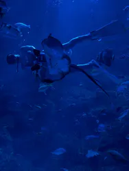 京都水族館に投稿された画像（2026/6/17）
