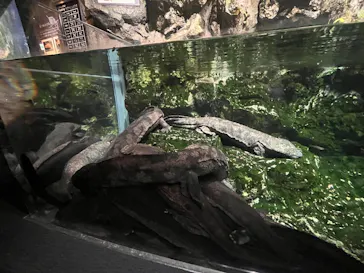 京都水族館×ニデック京都タワーに投稿された画像（2026/6/17）