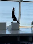 アクアワールド茨城県大洗水族館に投稿された画像（2026/6/17）