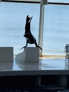 アクアワールド茨城県大洗水族館に投稿された画像（2026/6/17）