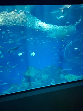 アクアワールド茨城県大洗水族館に投稿された画像（2026/6/17）