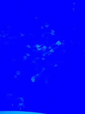 アクアワールド茨城県大洗水族館に投稿された画像（2026/6/17）