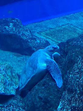アクアワールド茨城県大洗水族館に投稿された画像（2026/6/17）