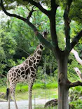 天王寺動物園に投稿された画像（2026/6/17）