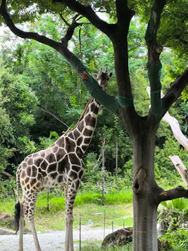 天王寺動物園に投稿された画像（2026/6/17）