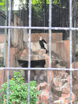 天王寺動物園に投稿された画像（2026/6/17）