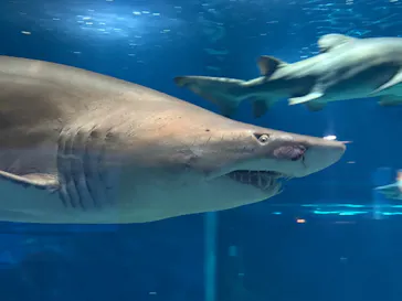 アクアワールド茨城県大洗水族館に投稿された画像（2026/6/17）