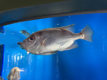 アクアワールド茨城県大洗水族館に投稿された画像（2026/6/17）